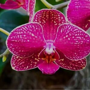 Meet your Posher, Pranvera